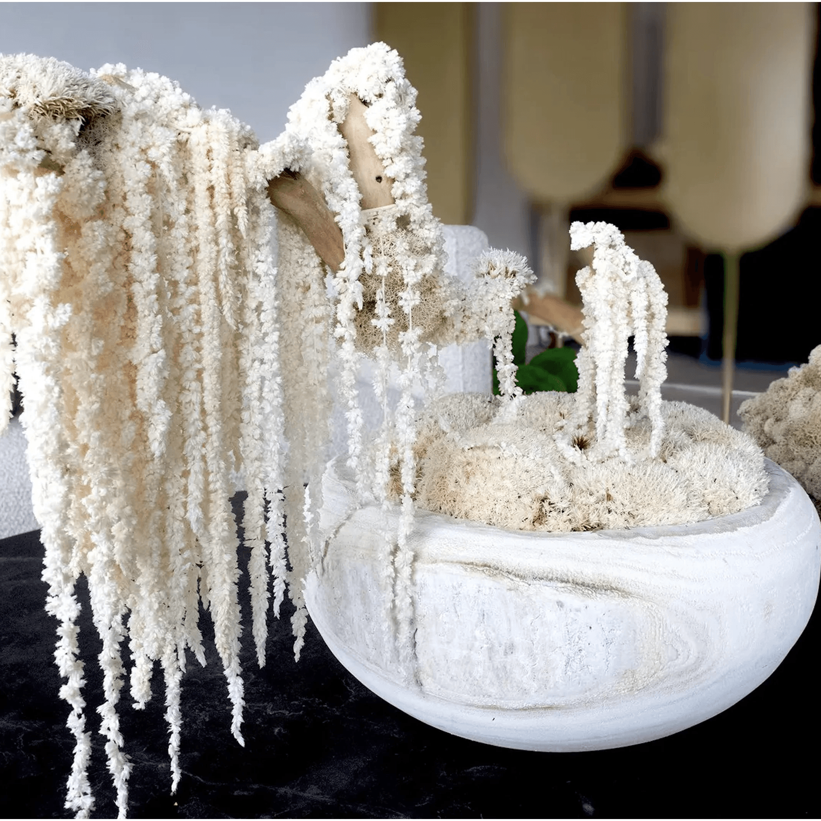 Ivory Moss Bonsai Tree gallery detail image