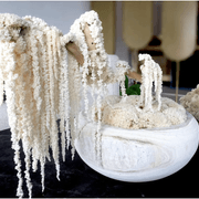 Ivory Moss Bonsai Tree gallery detail image