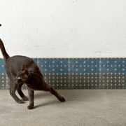 Mutina Azulej Floor & Wall Tile gallery detail image