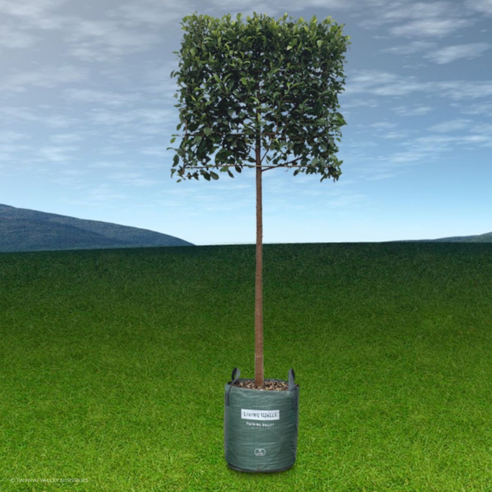 Pleached Screen – Designer Instant Hedge. gallery detail image