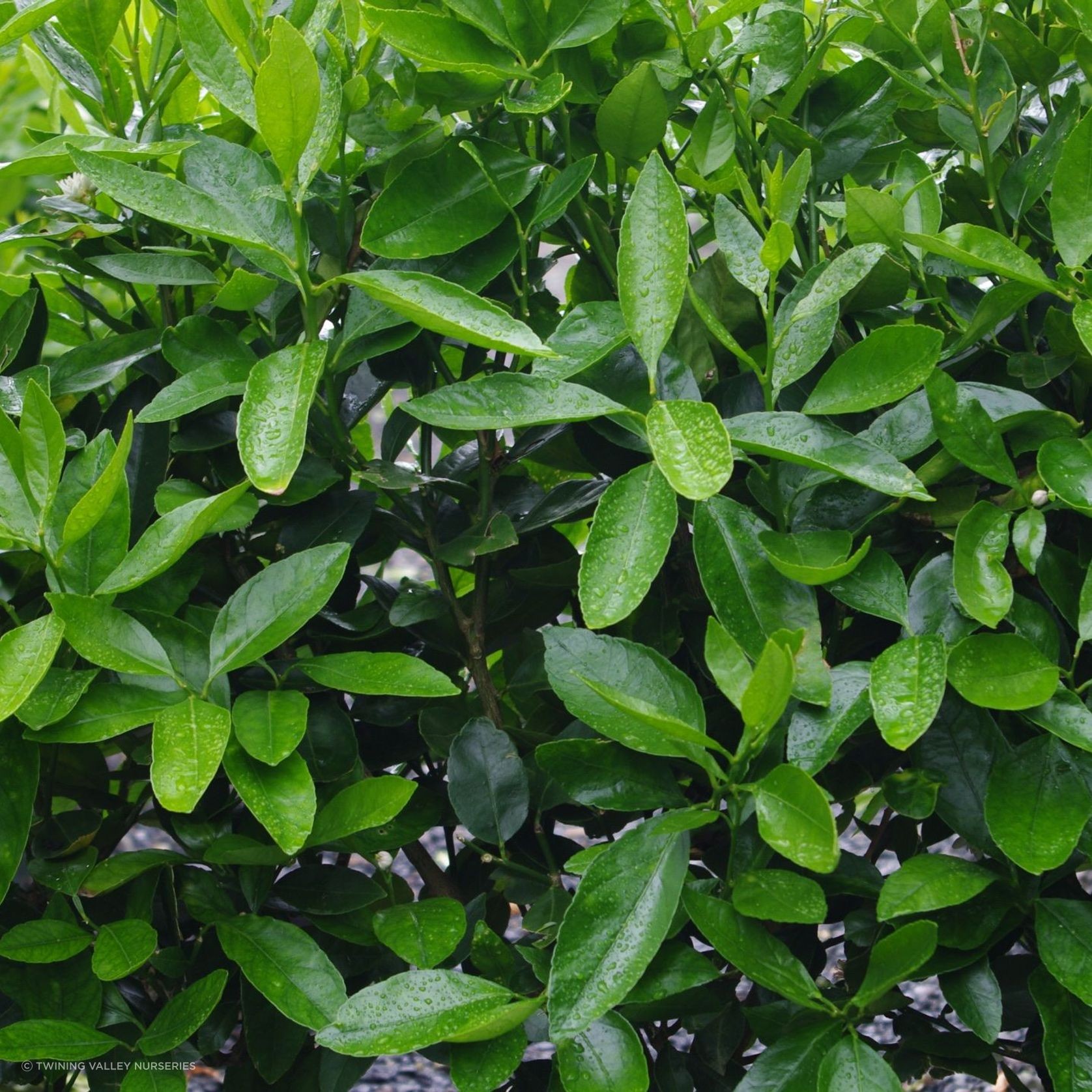 Citrus 'Tahitian Lime' instant hedge. gallery detail image