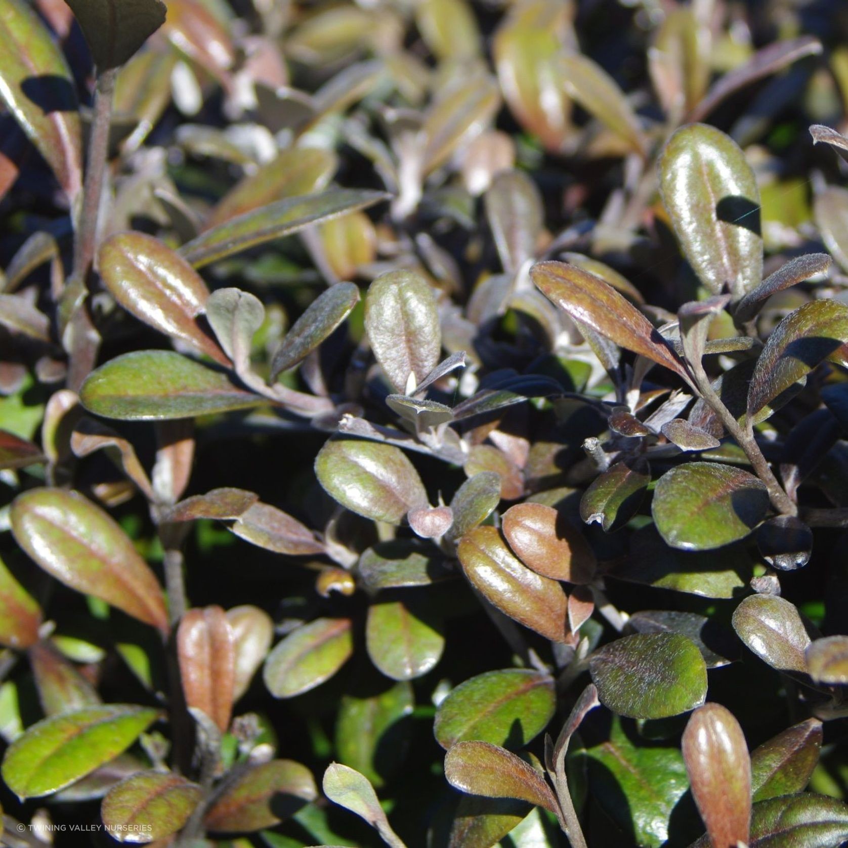 Corokia 'Frosted Chocolate' instant hedge. gallery detail image