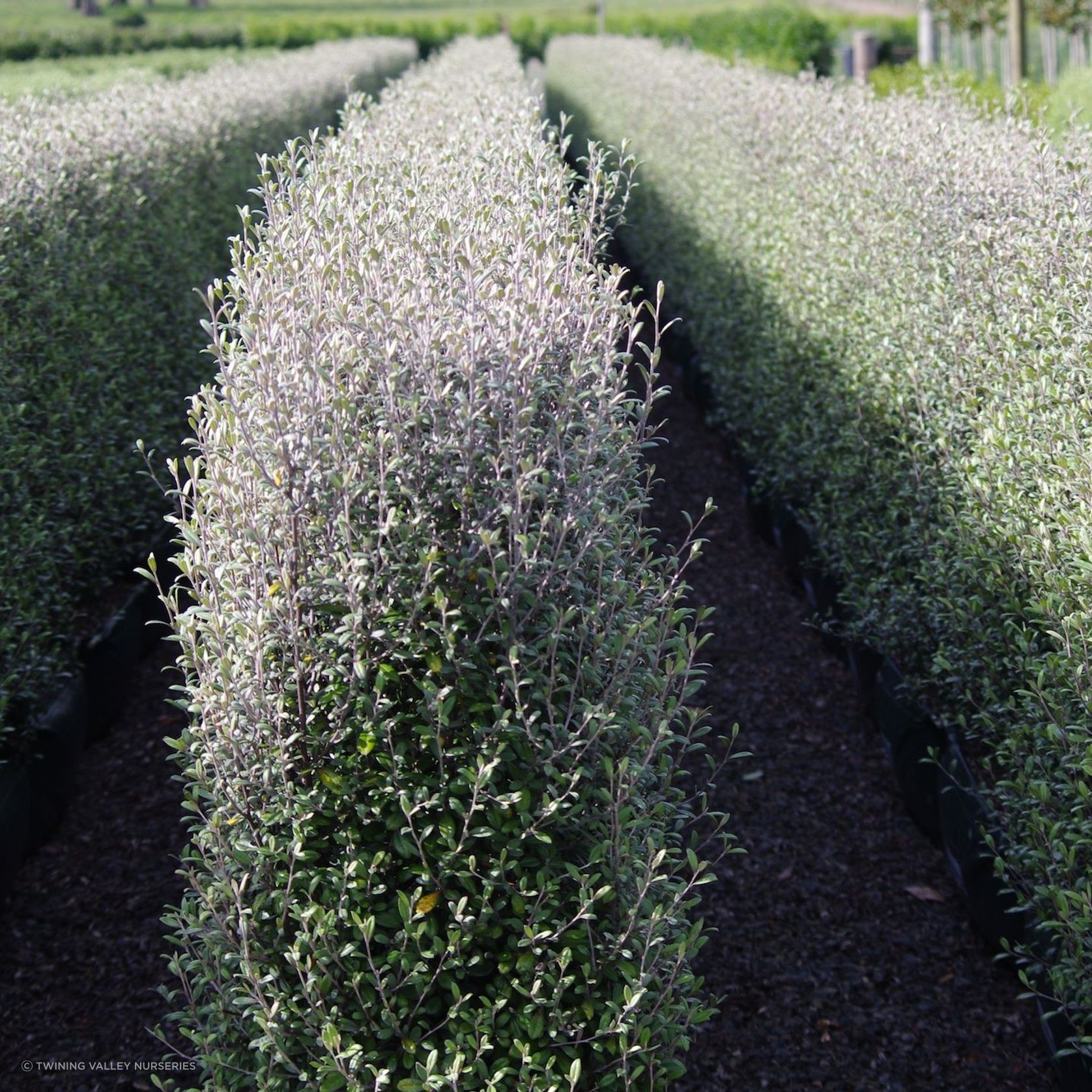 Corokia 'Frosted Chocolate' instant hedge. gallery detail image