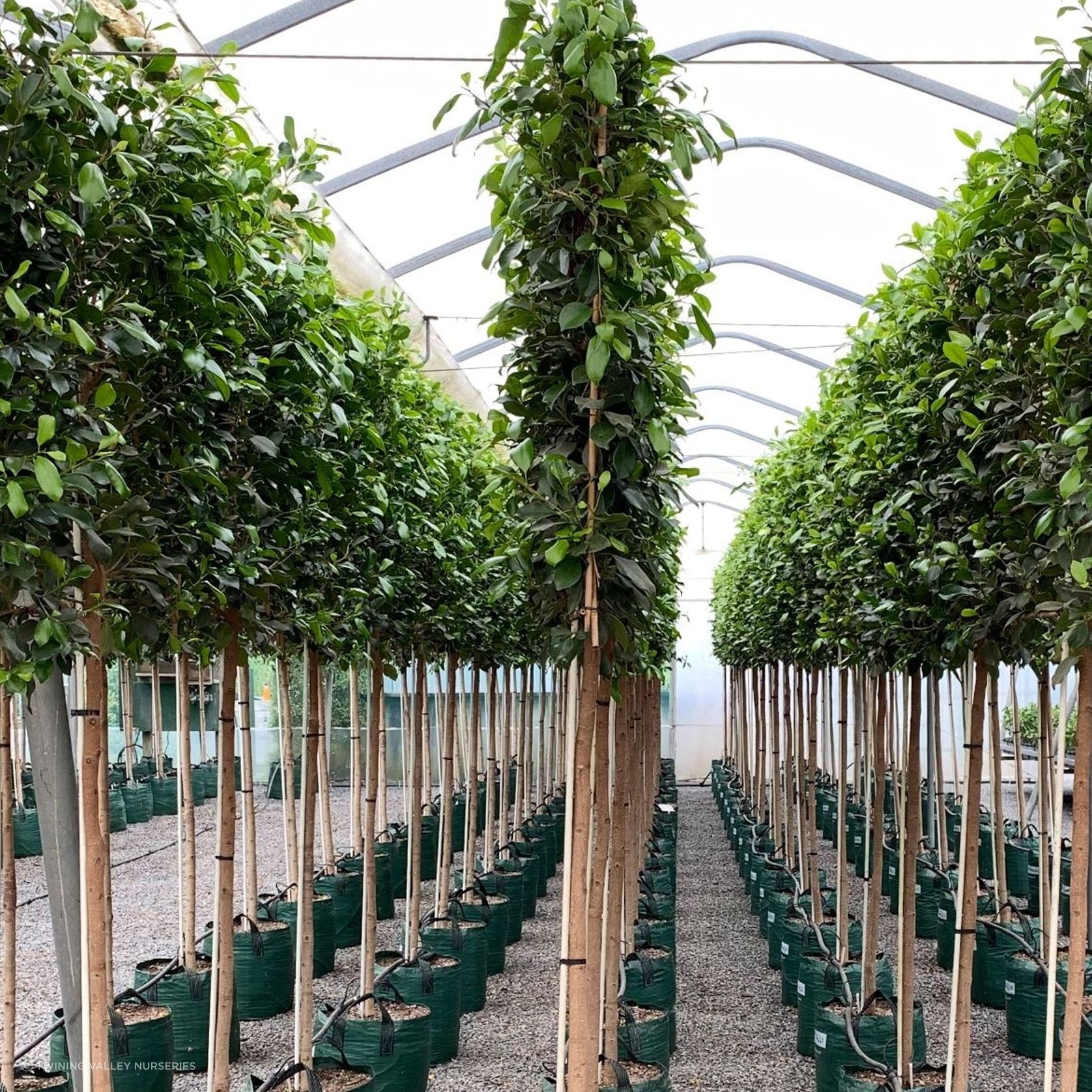 Pleached Screen – Designer Instant Hedge. gallery detail image