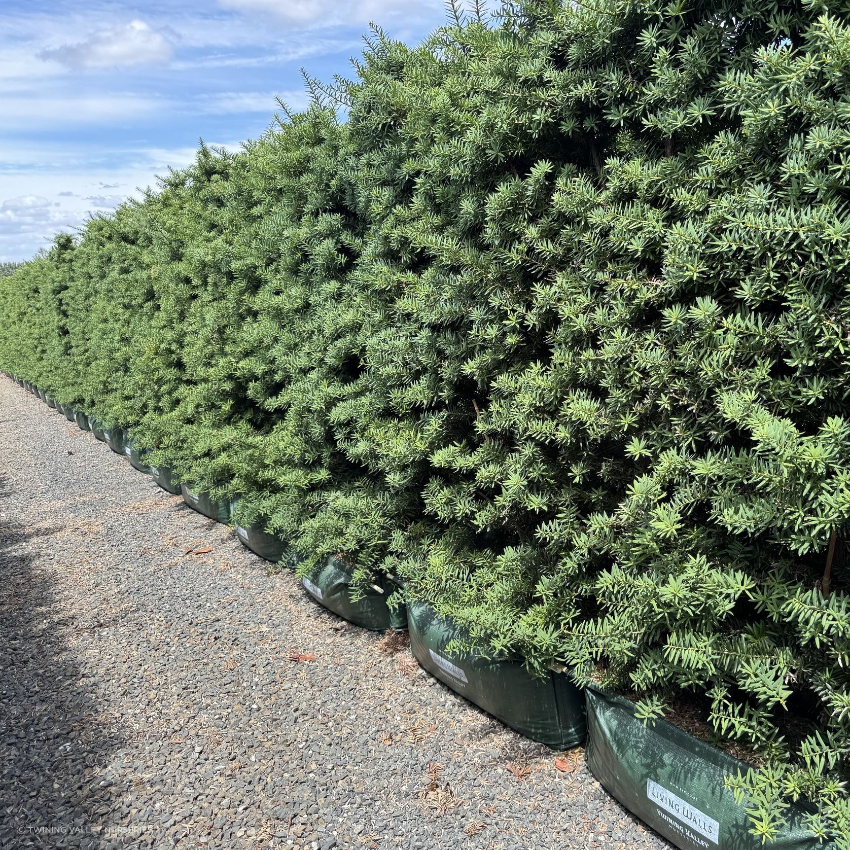 Podocarpus tōtara 'Ardmore Green' instant hedge. gallery detail image