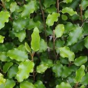 Olearia paniculata instant hedge gallery detail image