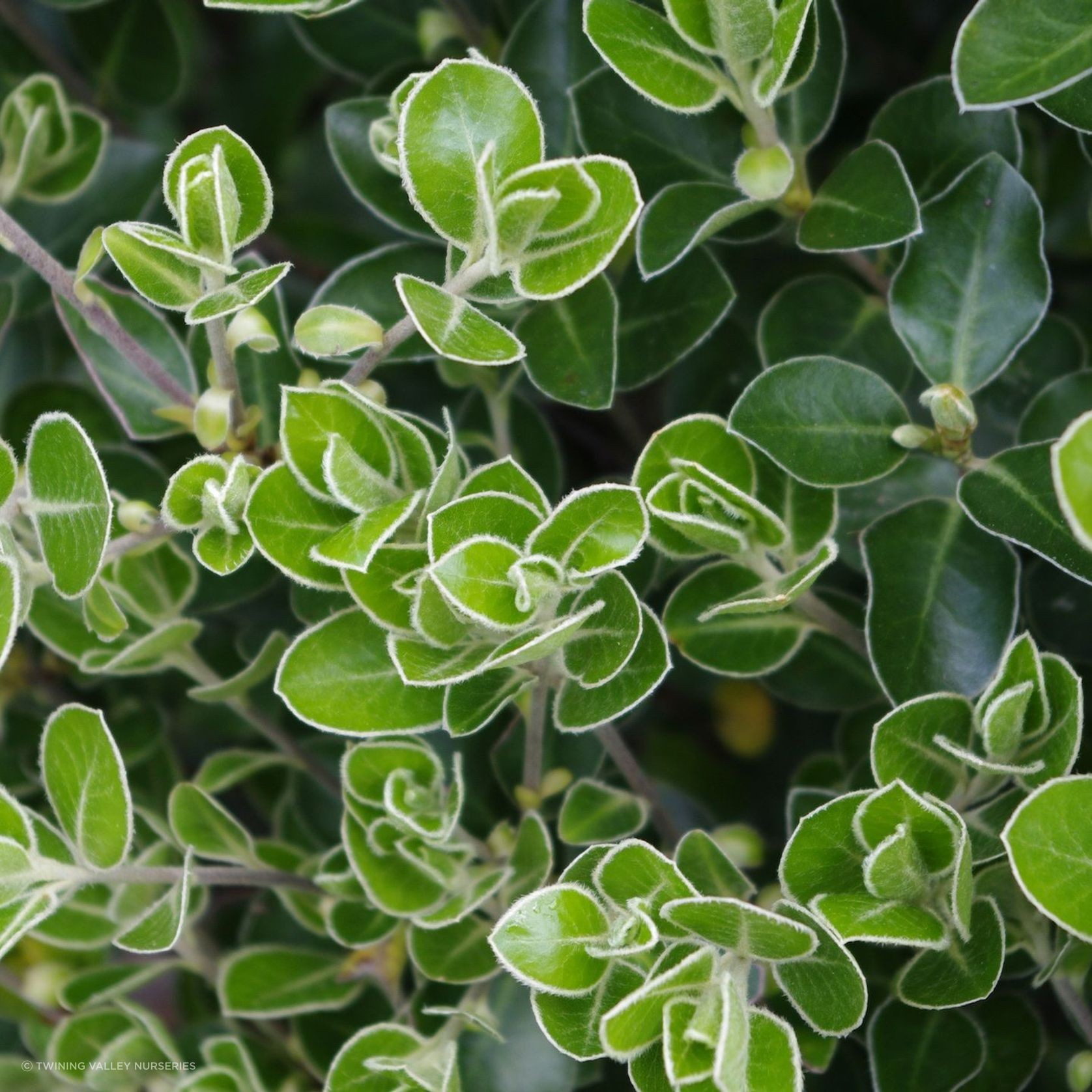 Pittosporum 'Stephens Island' instant hedge gallery detail image