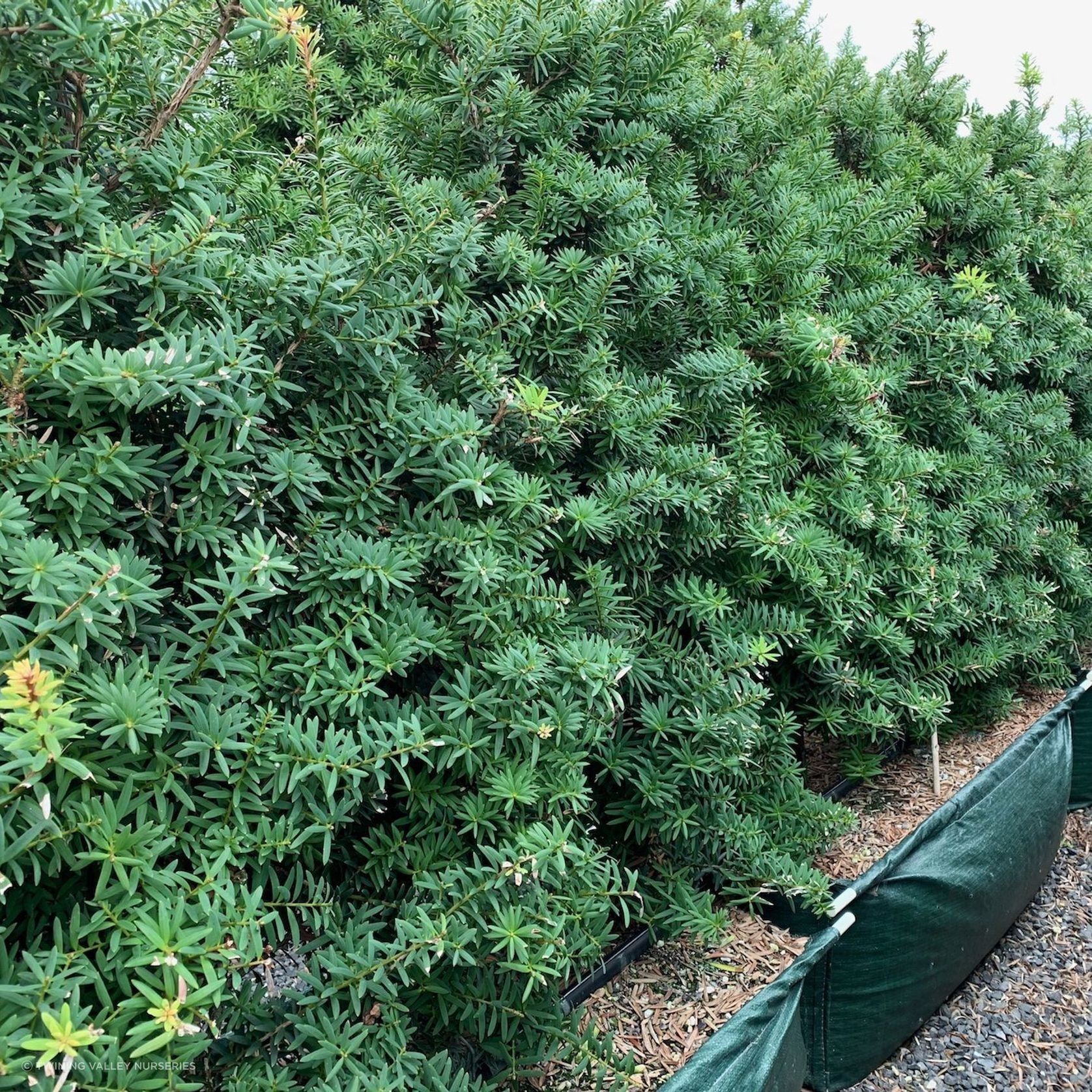 Podocarpus tōtara 'Ardmore Green' instant hedge. gallery detail image