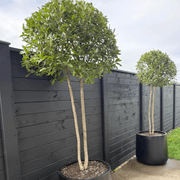 Laurus Nobilis – Multi-Stem gallery detail image