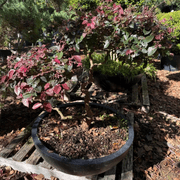 Loropetalum Burgundy – Bonsai Style gallery detail image