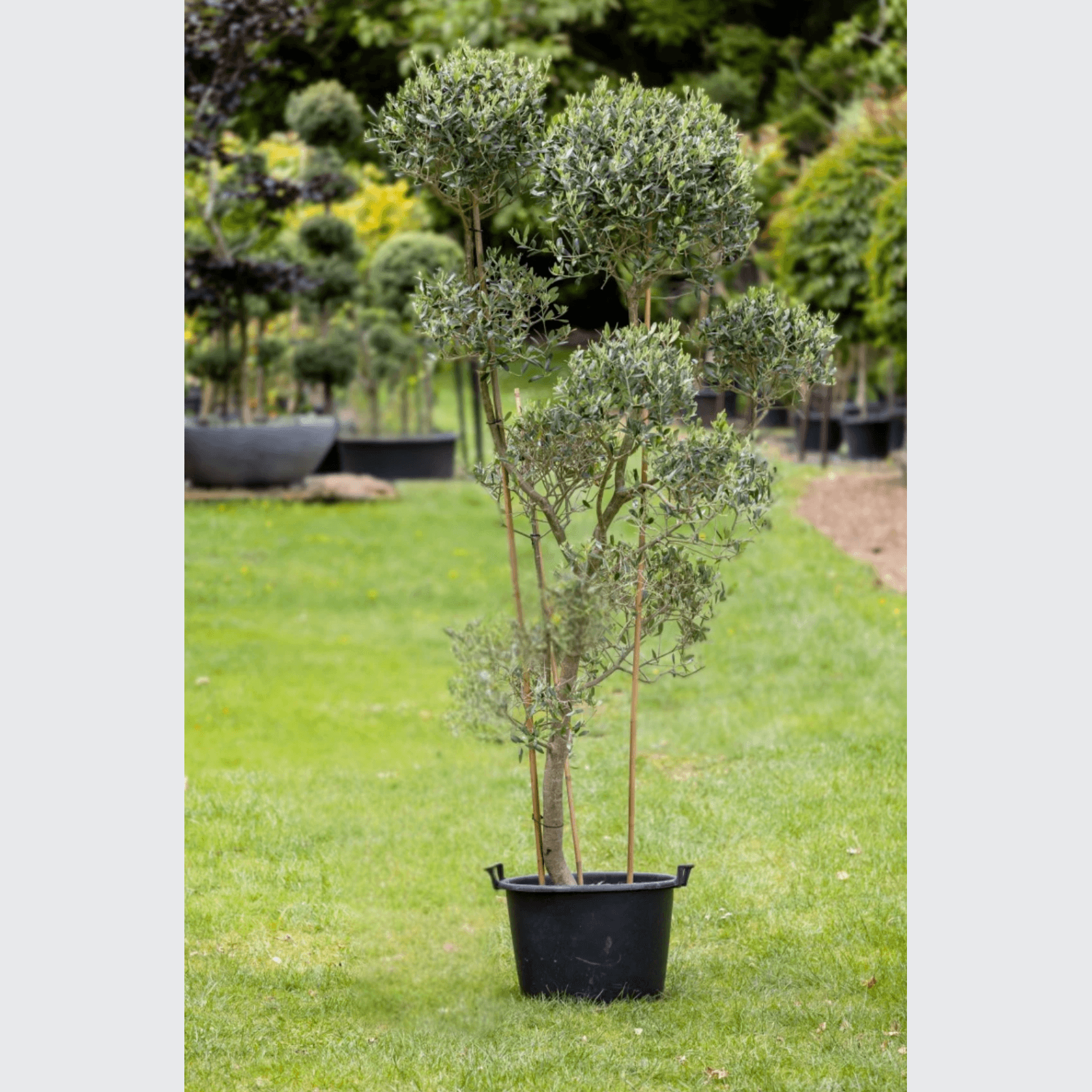 Olive Leccino gallery detail image