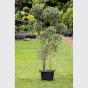 Olive Leccino gallery detail image