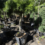 Podocarpus Gracilior – Bonsai Style gallery detail image