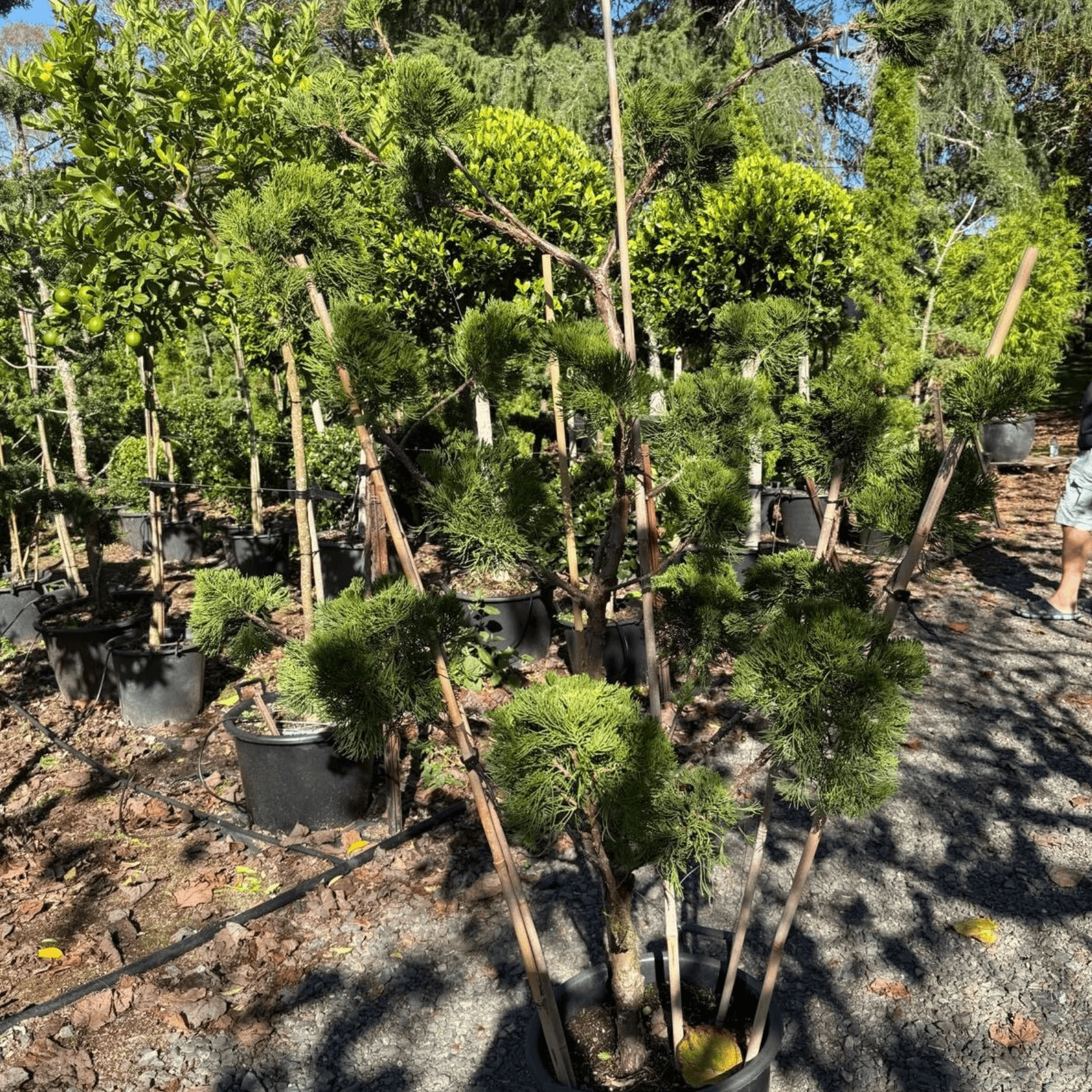 Juniperus Kaizuka - Clouds gallery detail image