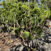 Juniperus Kaizuka - Clouds gallery detail image