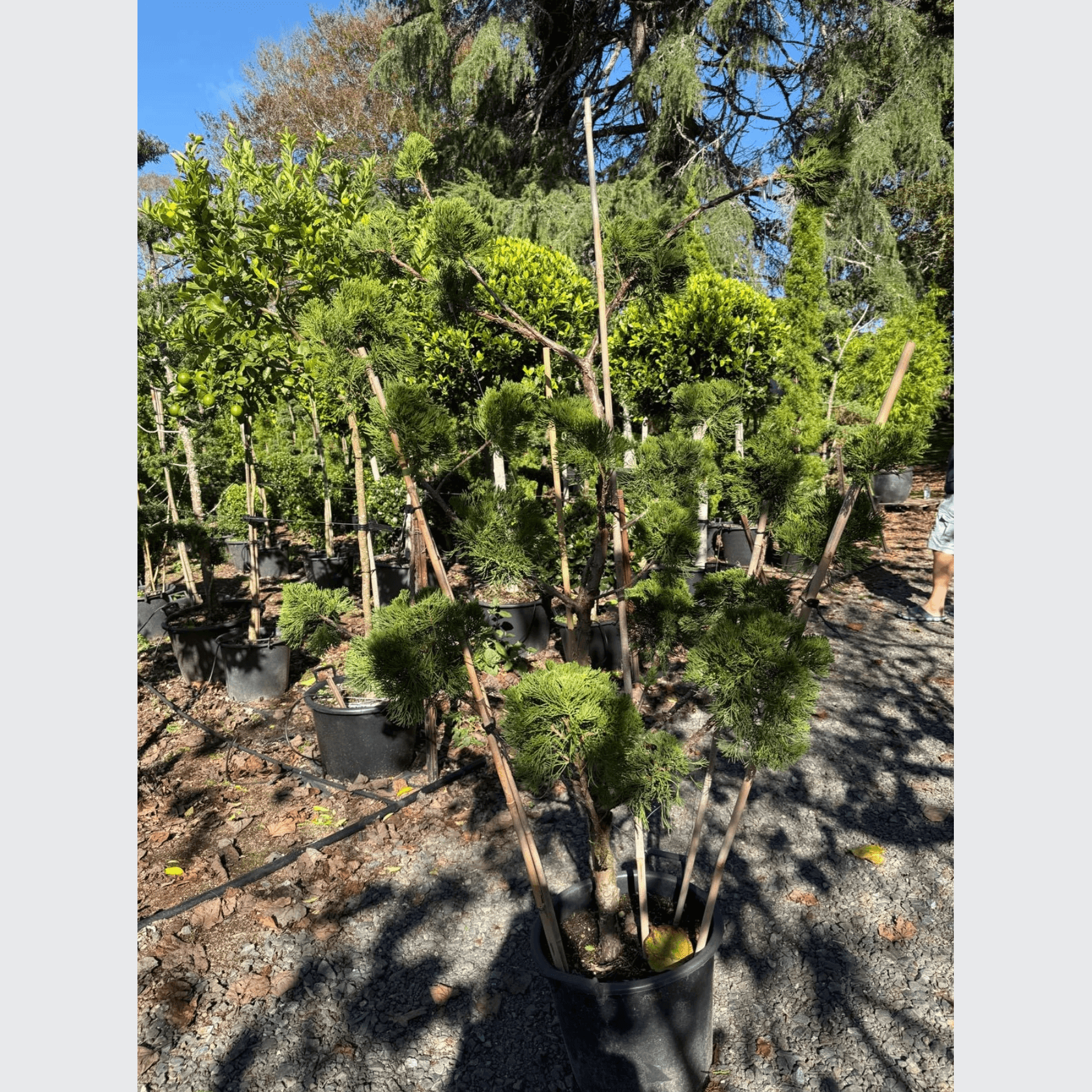 Juniperus Kaizuka - Clouds gallery detail image