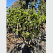 Juniperus Kaizuka - Clouds gallery detail image