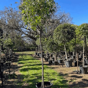 NZ Titoki gallery detail image