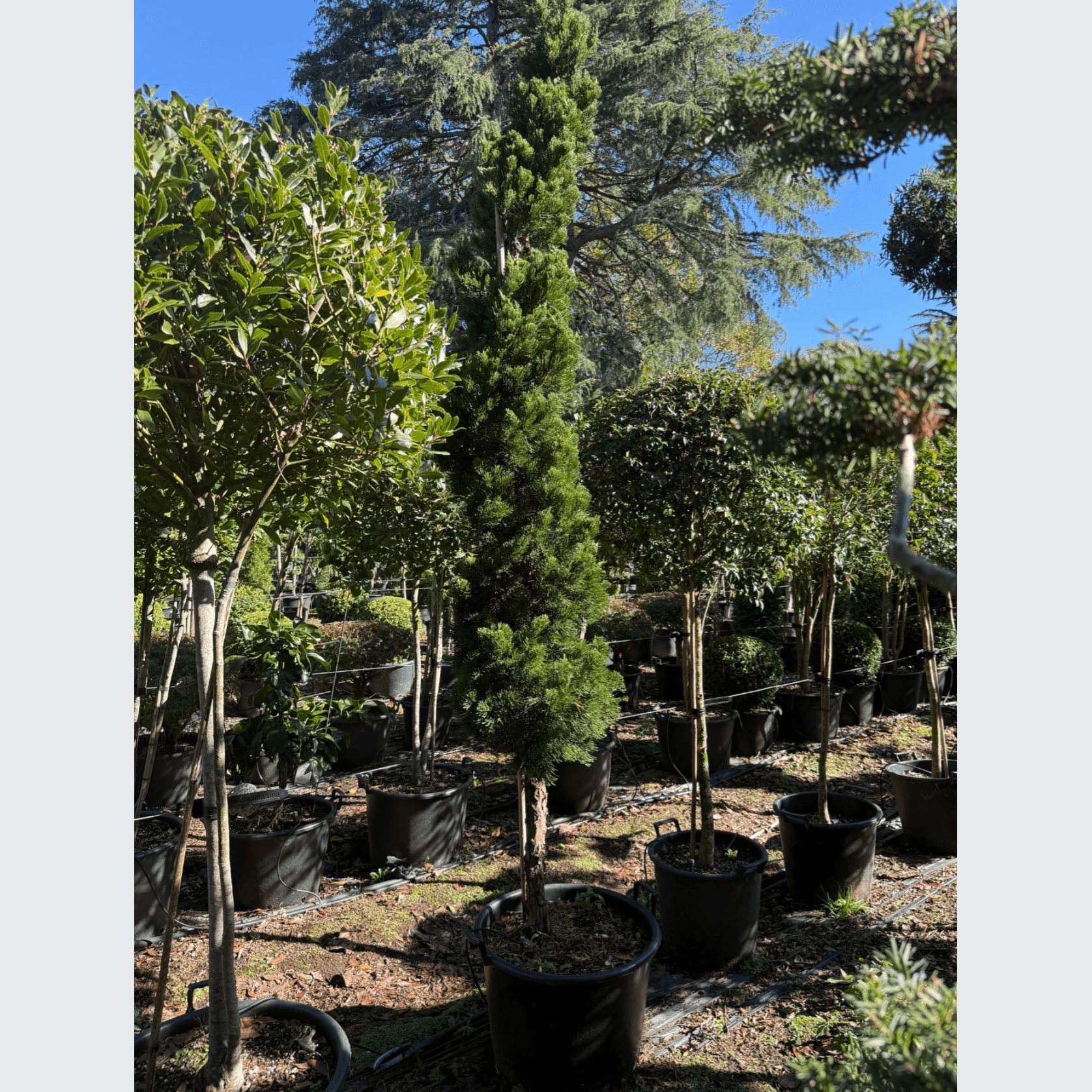 Juniperus Kaizuka – Column gallery detail image