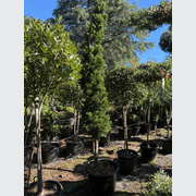 Juniperus Kaizuka – Column gallery detail image