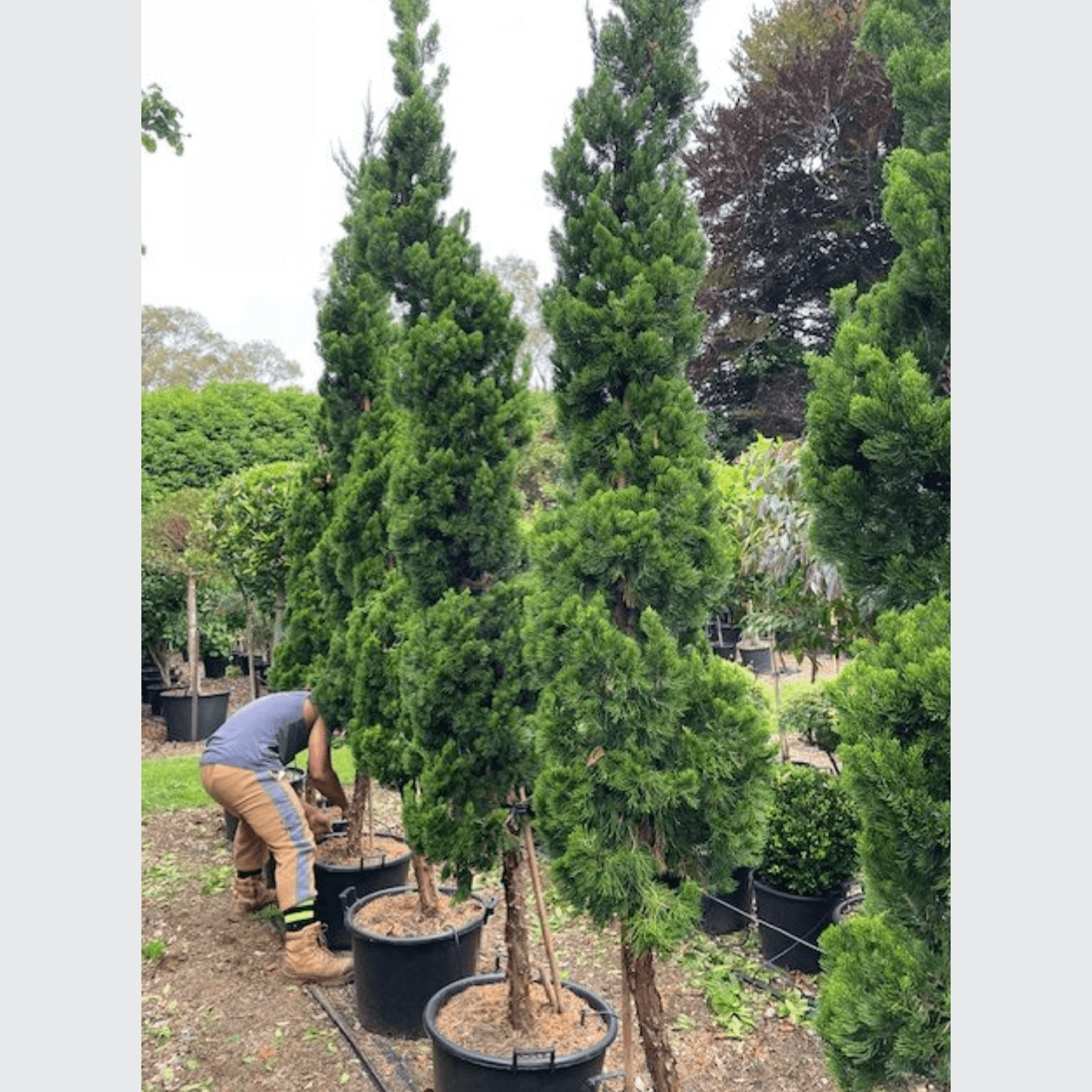 Juniperus Kaizuka – Column gallery detail image