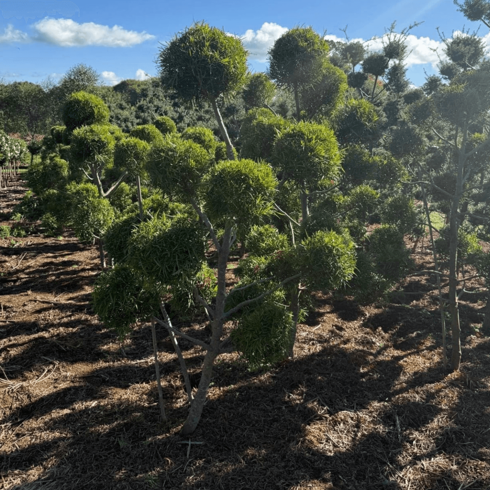 Podocarpus Gracilior – Clouds gallery detail image