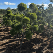 Podocarpus Gracilior – Clouds gallery detail image