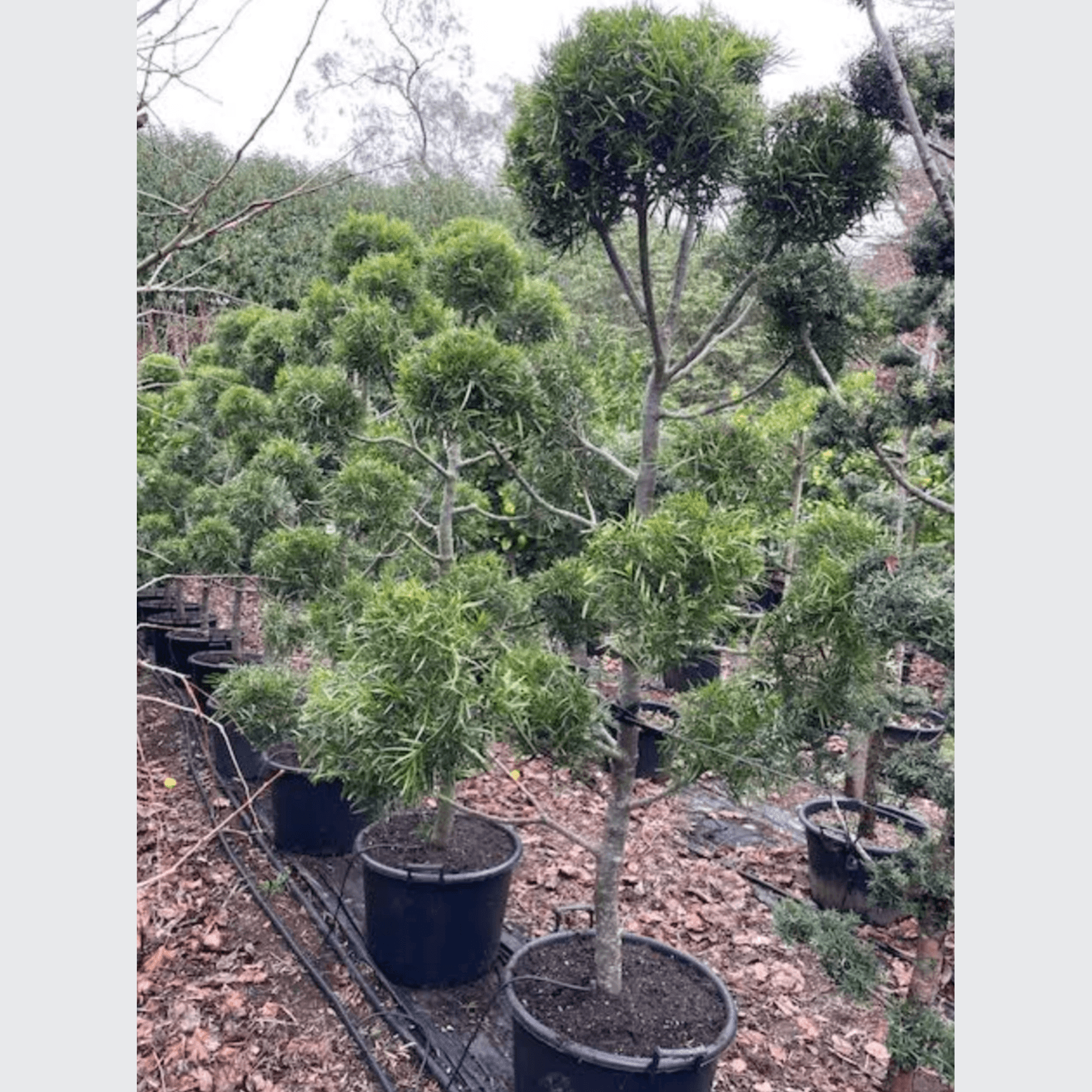 Podocarpus Gracilior – Clouds gallery detail image