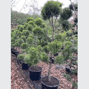 Podocarpus Gracilior – Clouds gallery detail image