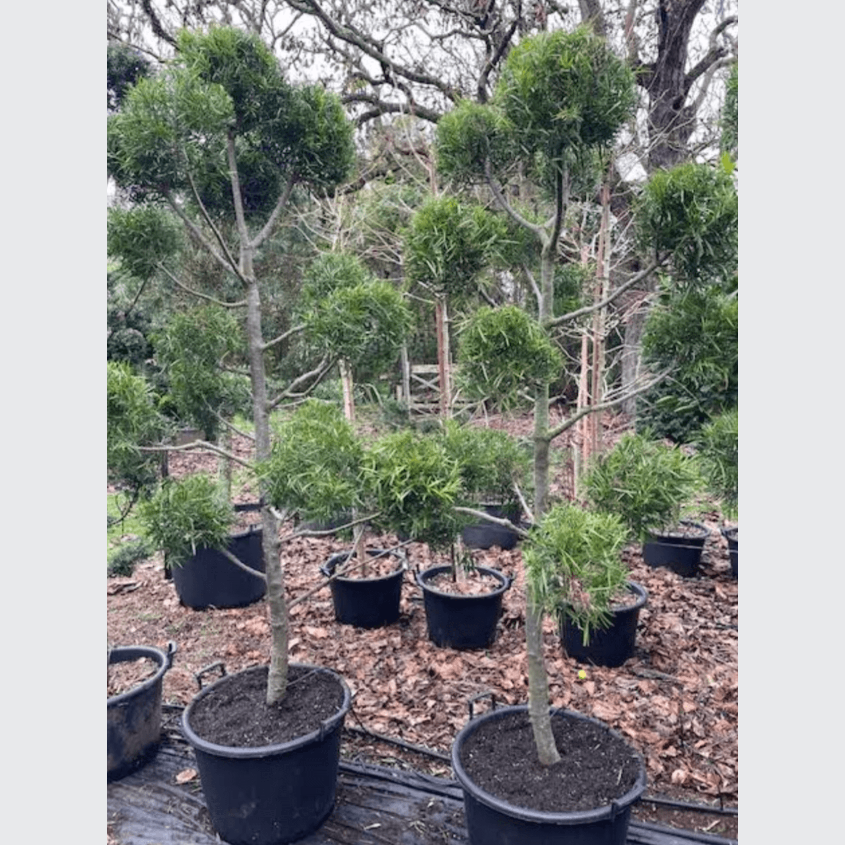 Podocarpus Gracilior – Clouds gallery detail image