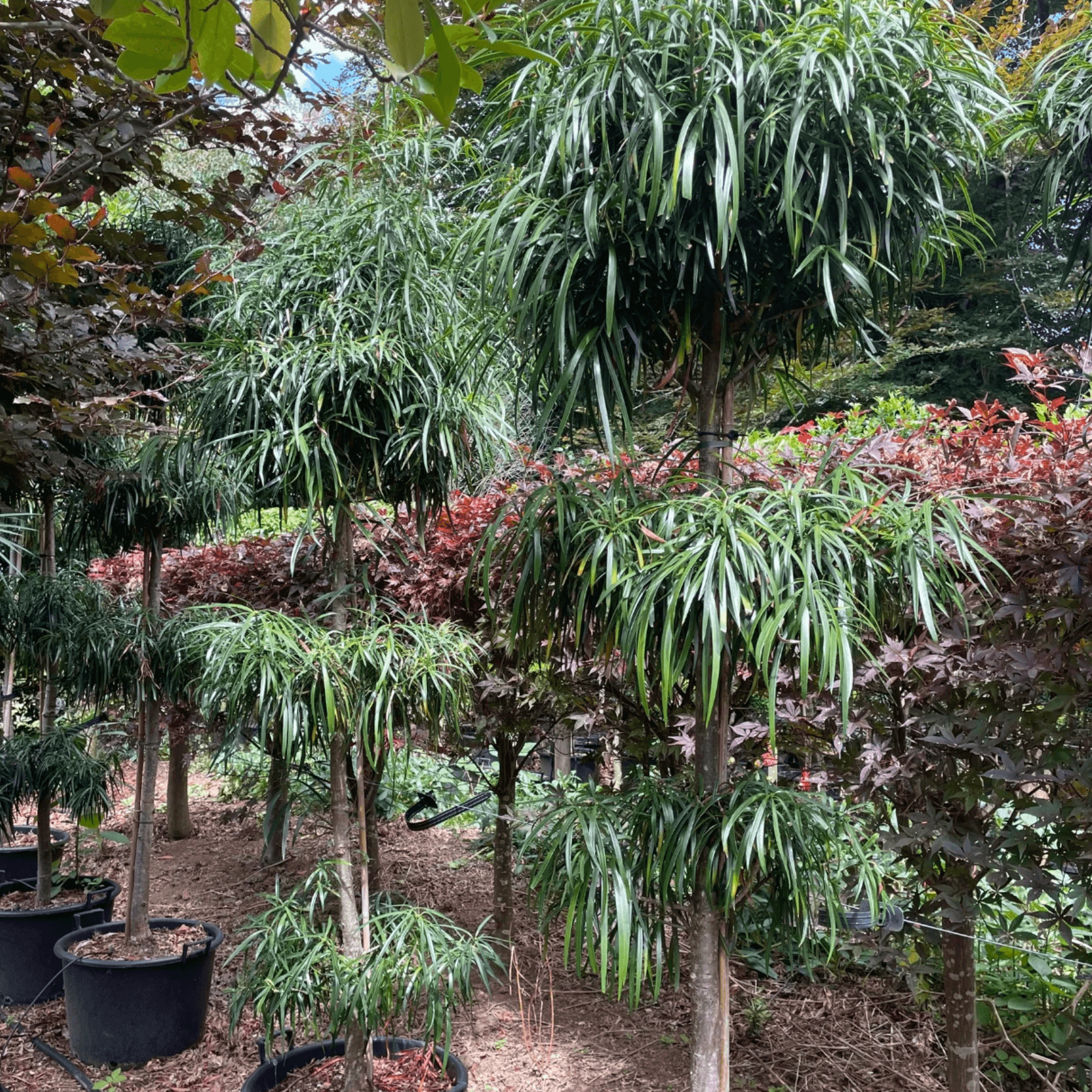 Podocarpus Henkelii – Layered gallery detail image