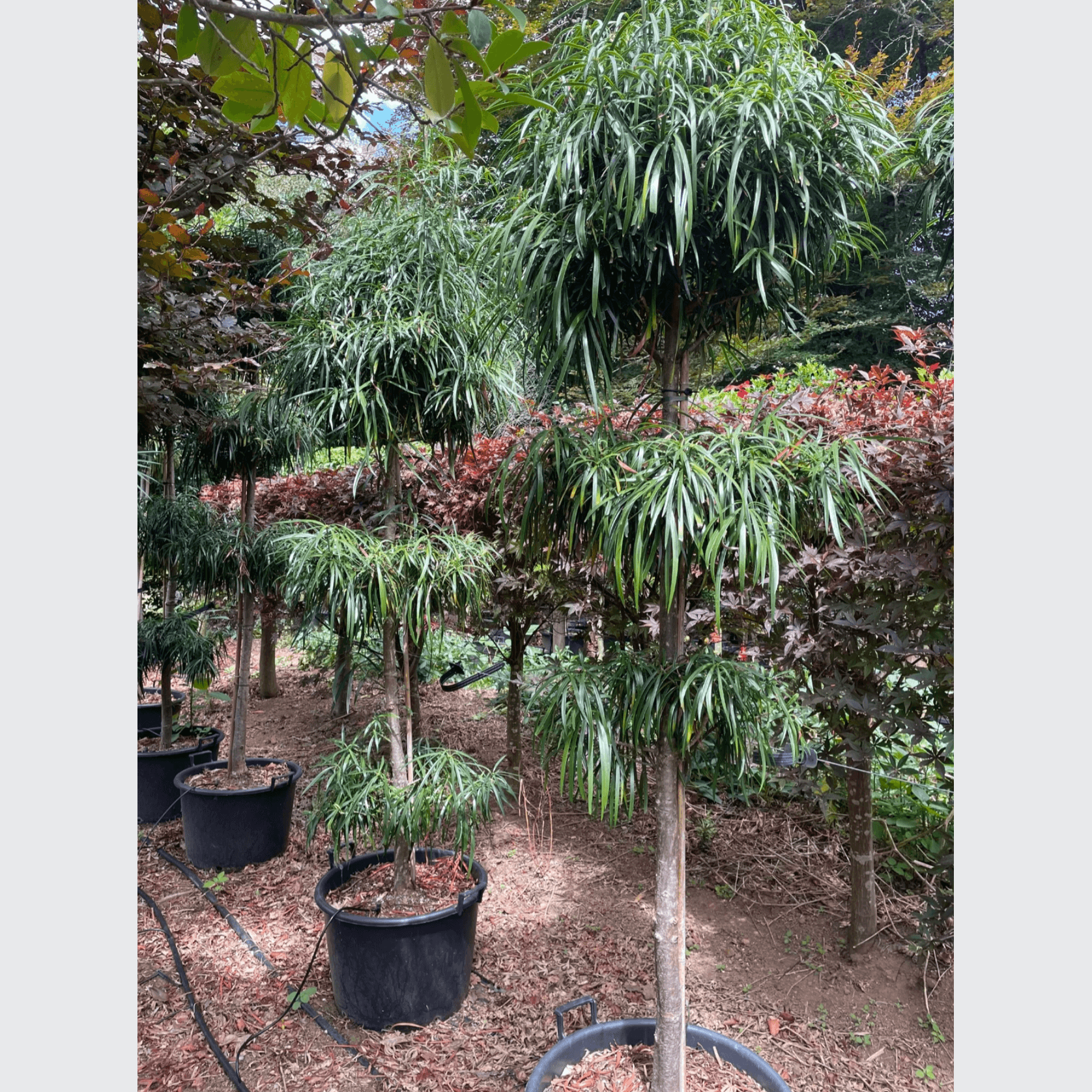 Podocarpus Henkelii – Layered gallery detail image