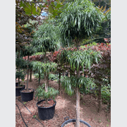 Podocarpus Henkelii – Layered gallery detail image