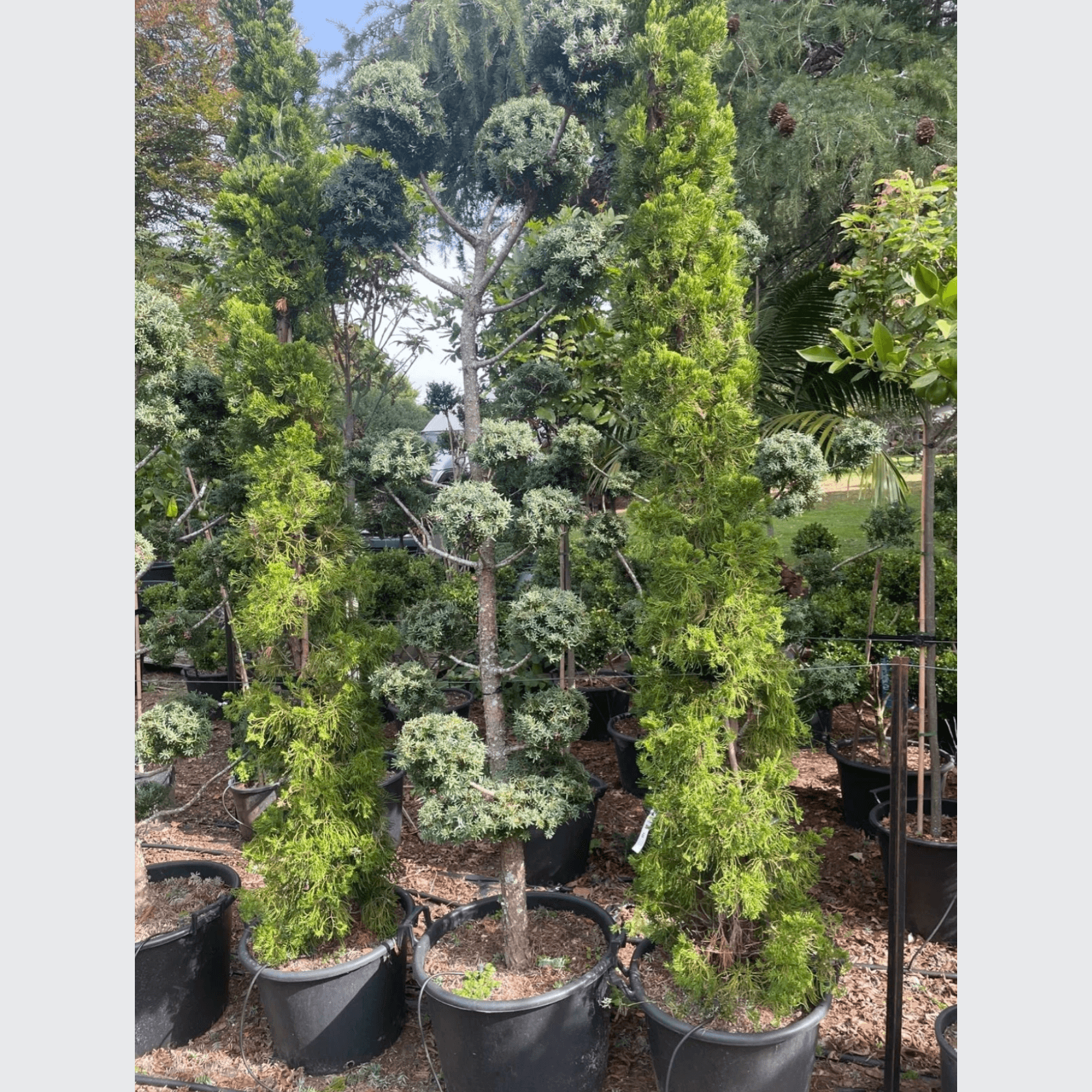 Podocarpus Matapouri Blue – Clouds gallery detail image