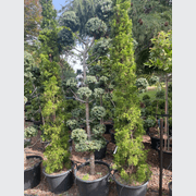 Podocarpus Matapouri Blue – Clouds gallery detail image