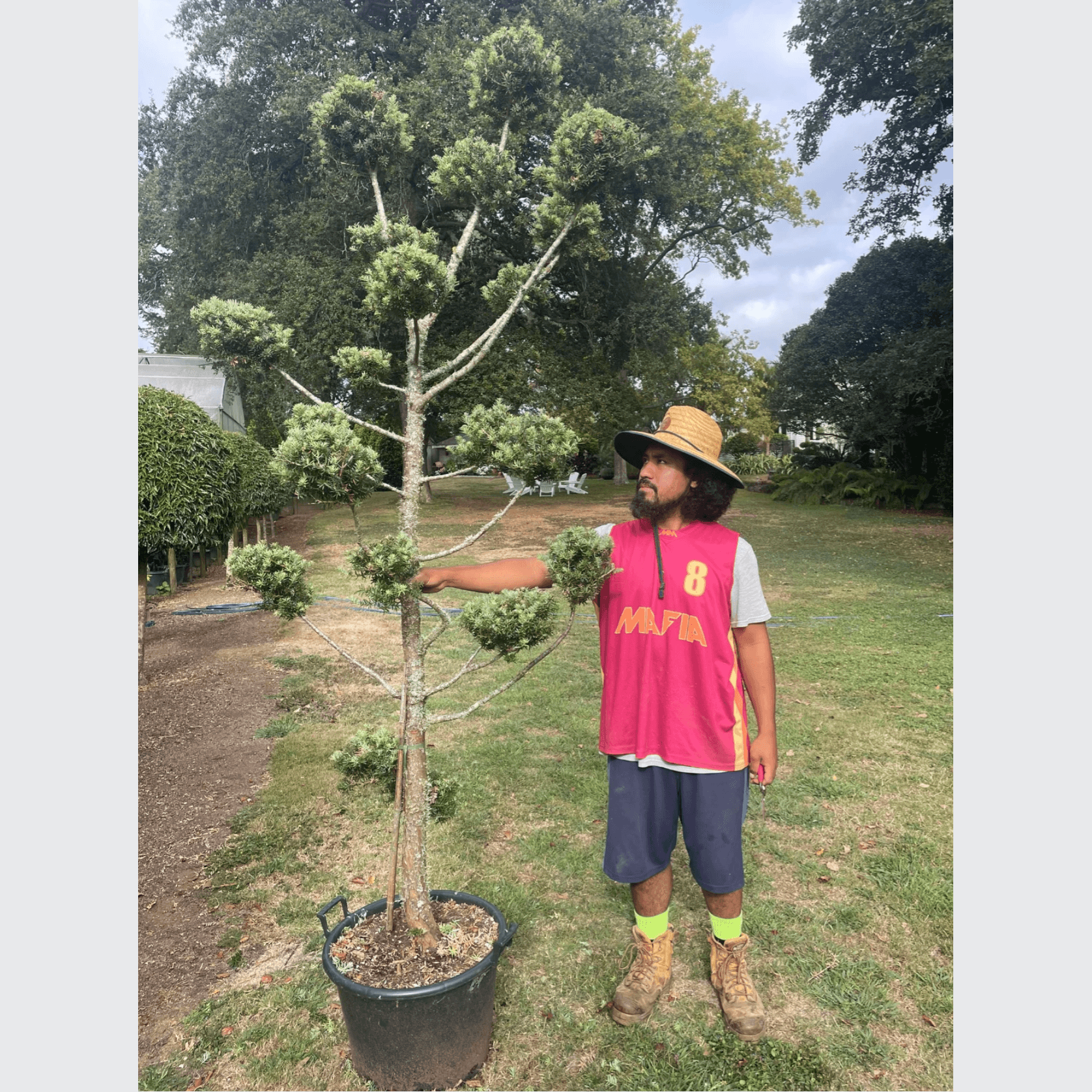 Podocarpus Matapouri Blue – Clouds gallery detail image