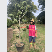 Podocarpus Matapouri Blue – Clouds gallery detail image