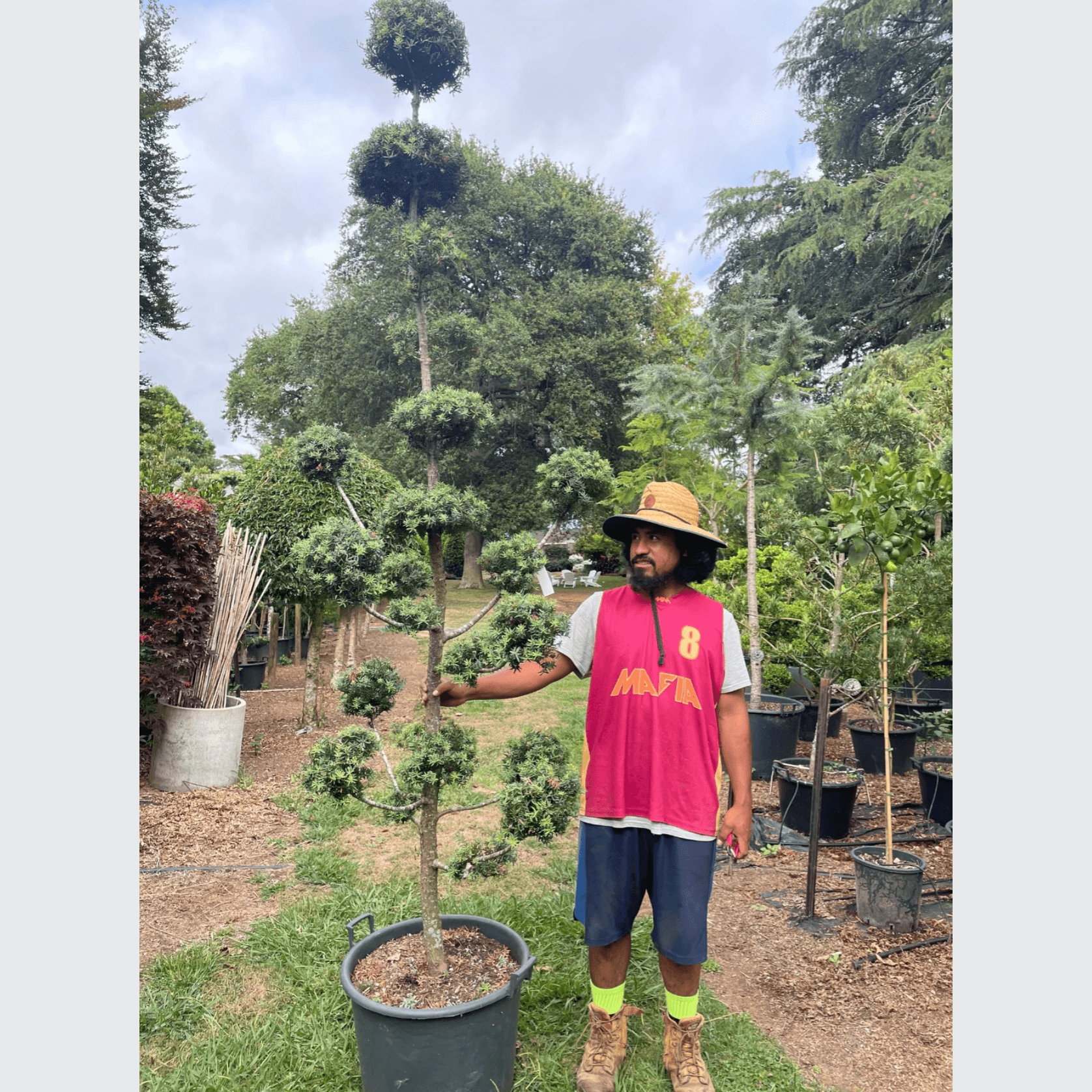 Podocarpus Matapouri Blue – Clouds gallery detail image