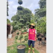 Podocarpus Matapouri Blue – Clouds gallery detail image