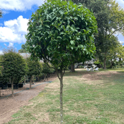 Michelia Figo – Standard gallery detail image