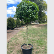 Michelia Figo – Standard gallery detail image