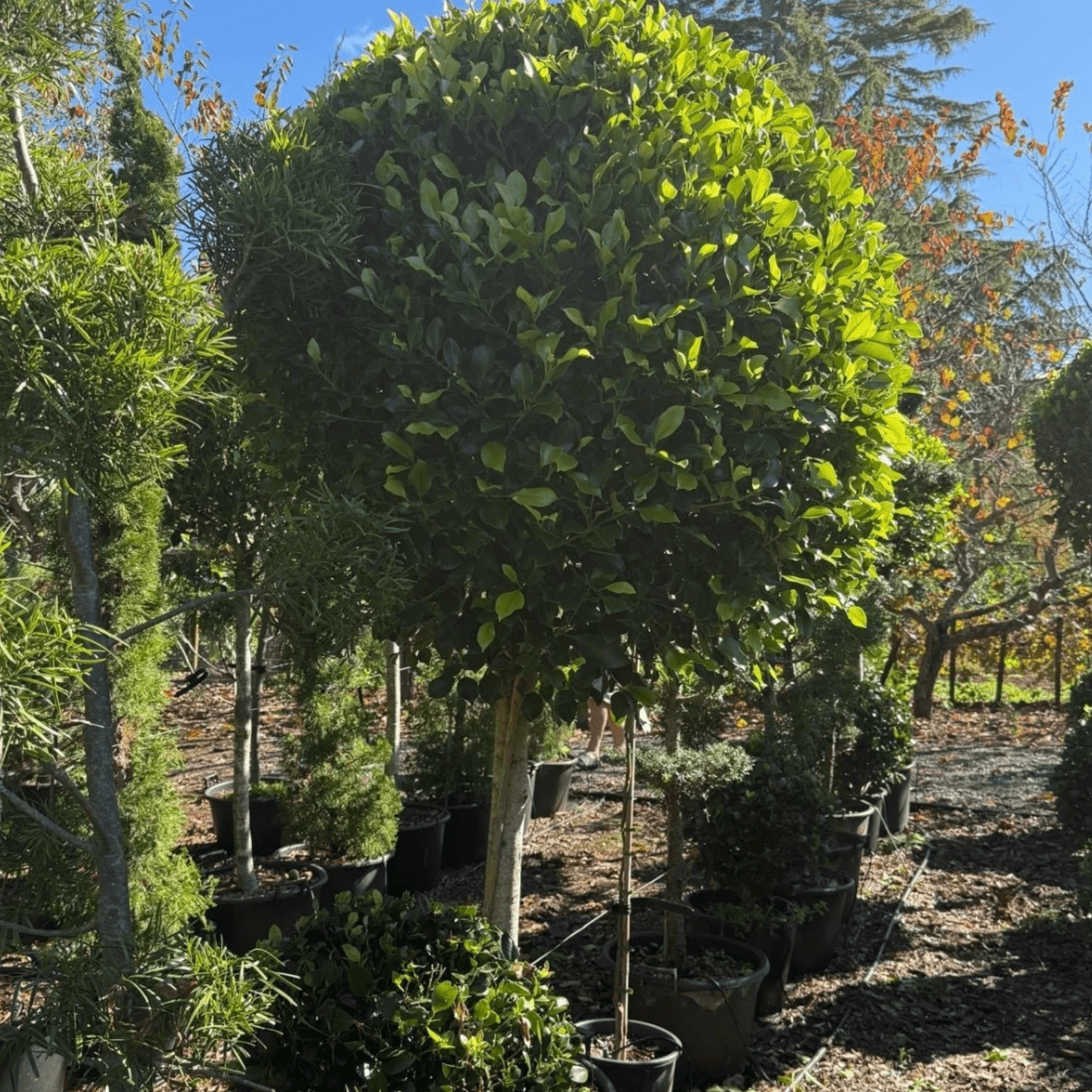 Ficus Tuffi – Standard gallery detail image