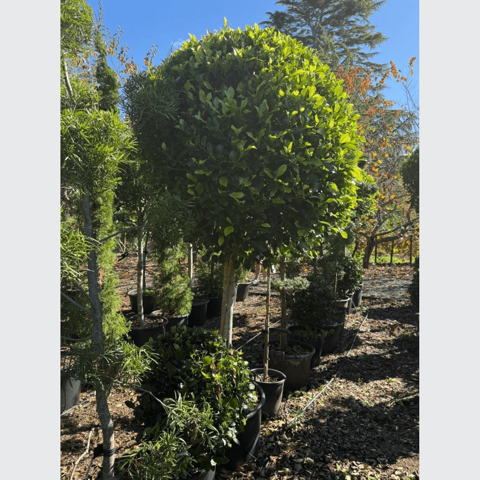 Ficus Tuffi – Standard gallery detail image