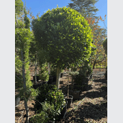 Ficus Tuffi – Standard gallery detail image