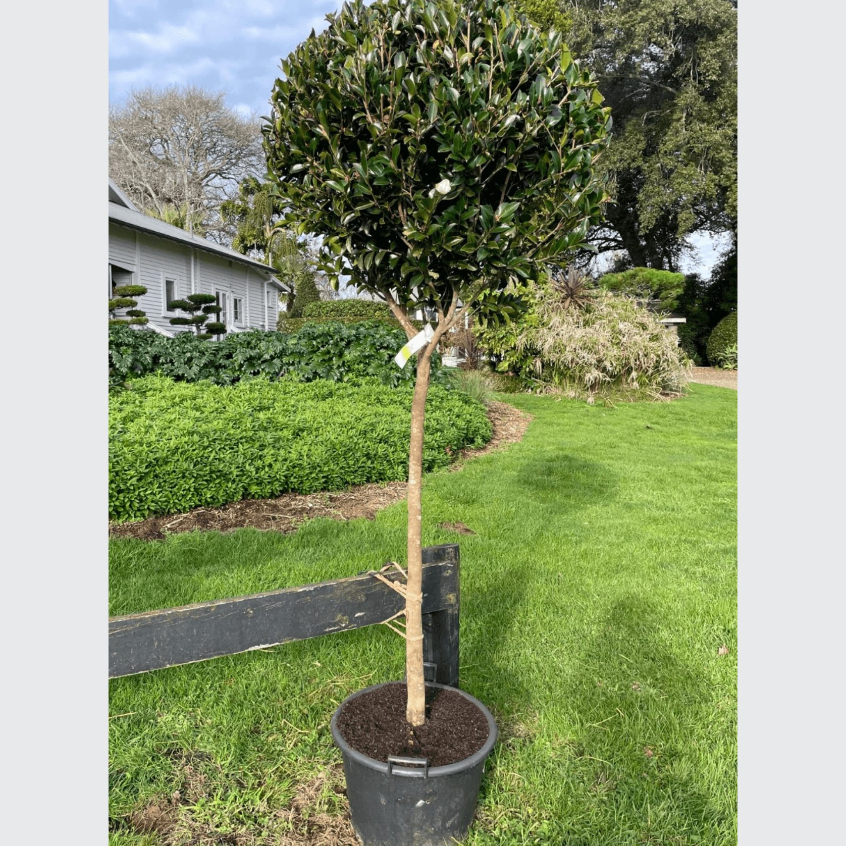 Camellia Setsugekka – Standard gallery detail image