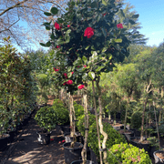 Camellia Curly Lady – Standard gallery detail image