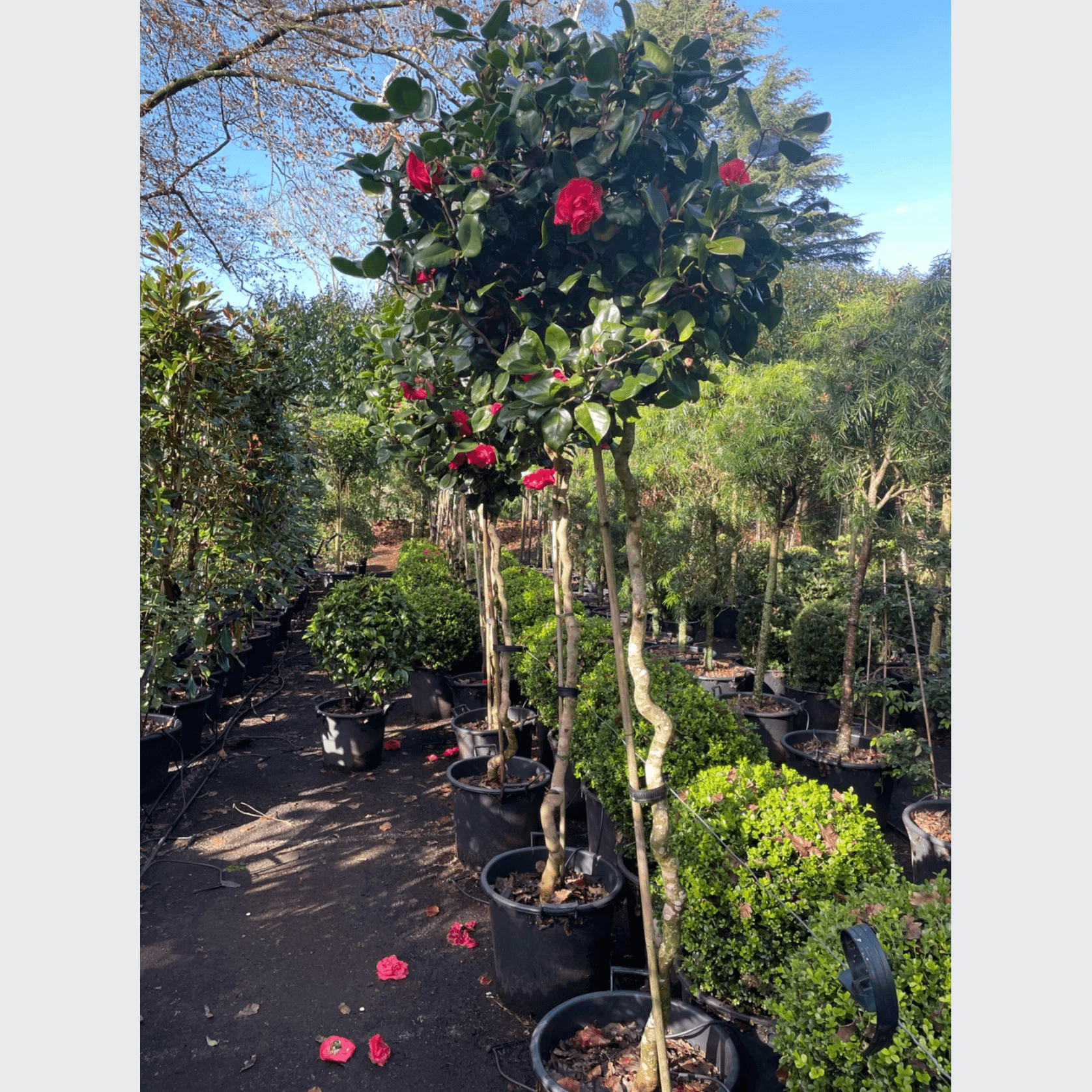 Camellia Curly Lady – Standard gallery detail image