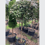 Camellia Transnokoensis – Standard gallery detail image