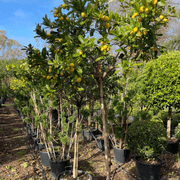 Citrus Lime Cocktail – Standard gallery detail image