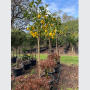 Citrus Meyer Lemon – Standard gallery detail image